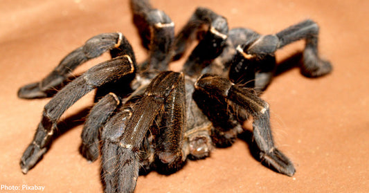 Roughly 1,500 Tarantulas Discovered in Cake Boxes at Airport