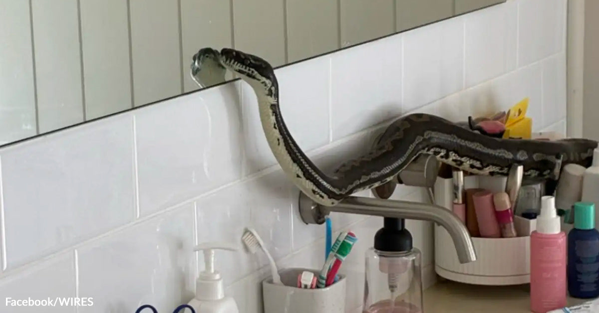 Homeowner Walks Into Bathroom And Finds A Giant Python Staring Back In ...