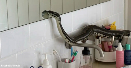 Large python stretches across a bathroom sink faucet beside toothbrushes and toiletries.