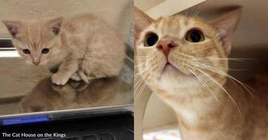 'Spicy' Cat Was Returned After Being Bullied By Other Cat, Now He's Seeking a Real Forever Home