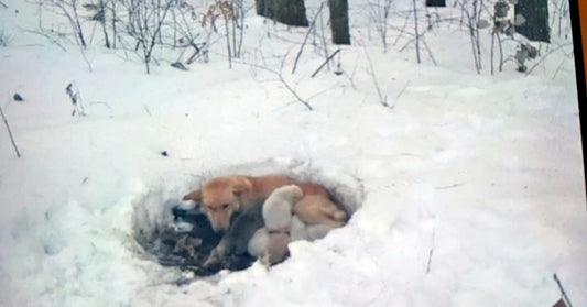 With Nowhere Else To Go, Mother Dog Burrows Into Snowdrift And Wraps Her Body Around Her Puppies