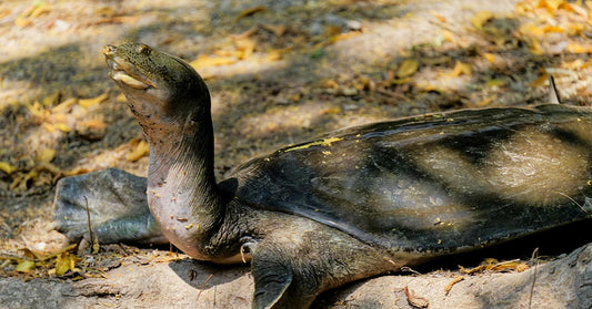 Side view of a softshell turtle on land, stretching its long neck while lying on the ground.