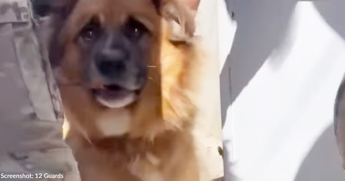 ???Please Take My Dog to My Mother???: A Soldier's Plea from the Frontline