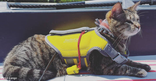 Adventure Cat Doesn't Let Her Blindness Stop Her From Exploring the World