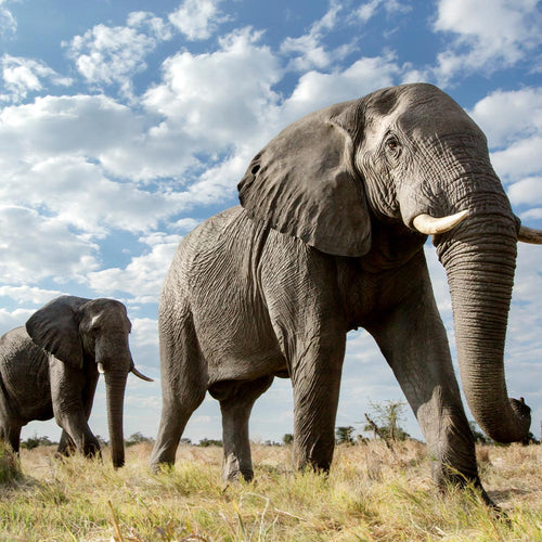 Protect Endangered Giants From Cruel Trophy Hunters