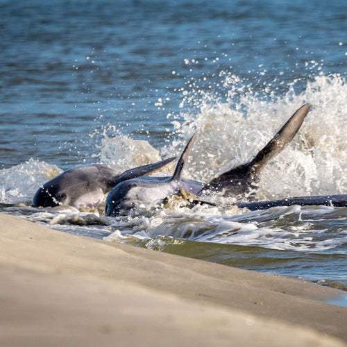 Protect South Carolina Dolphins From Deadly Strandings