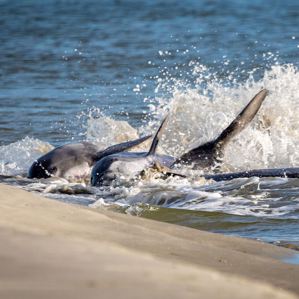 Protect South Carolina Dolphins From Deadly Strandings