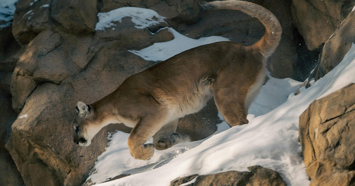 South Dakota Expands Hound Hunts That Put Mountain Lions in Peril South Dakota Expands Hound Hunts That Put Mountain Lions in Peril