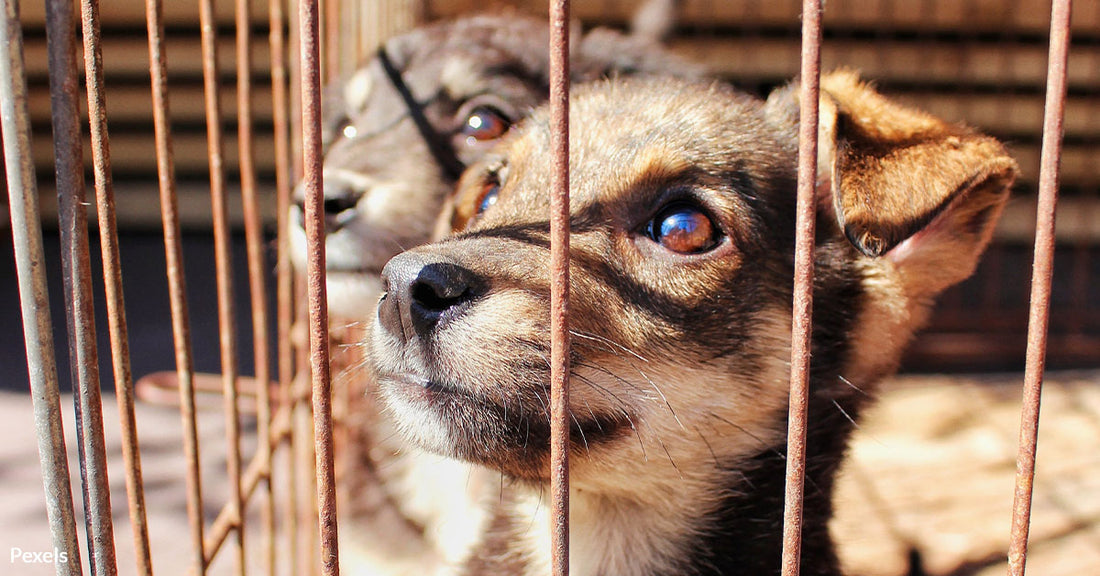 South Korea Announces Plan to Outlaw Dog Meat by 2027