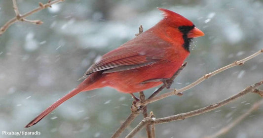 State Animals of the Southern United States