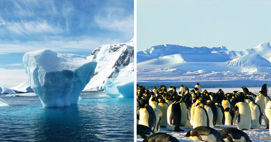 How Global Survival Hinges on Ocean Sanctuaries Near Antactica