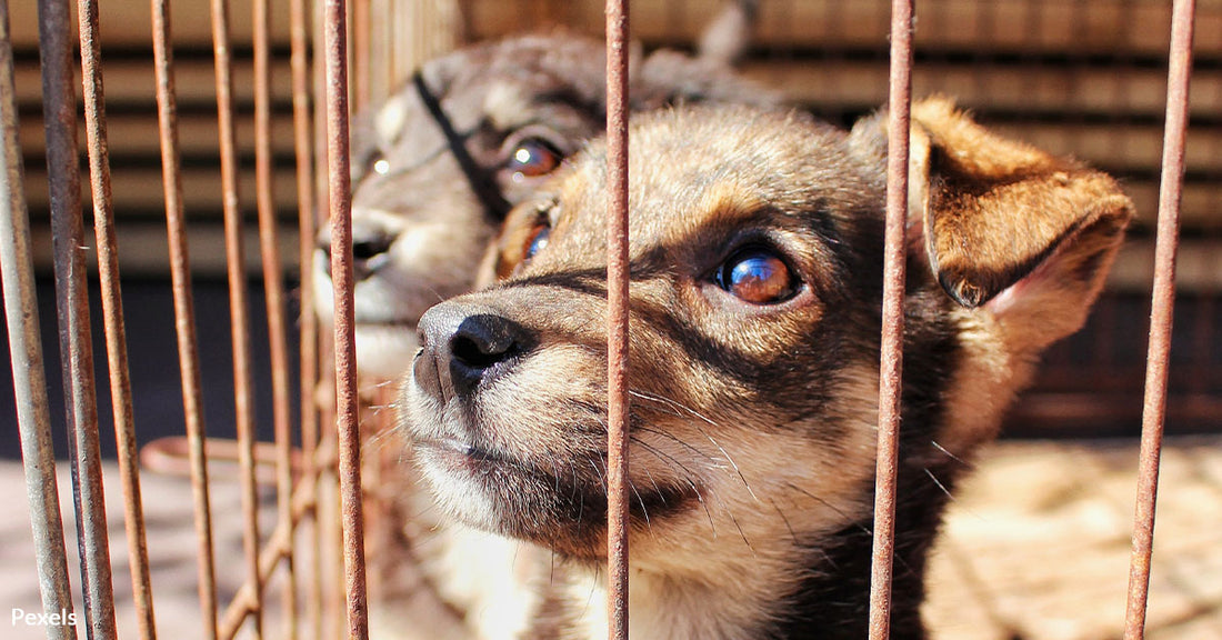 400 Animals Rescued from Massive Trafficking Ring in Spain