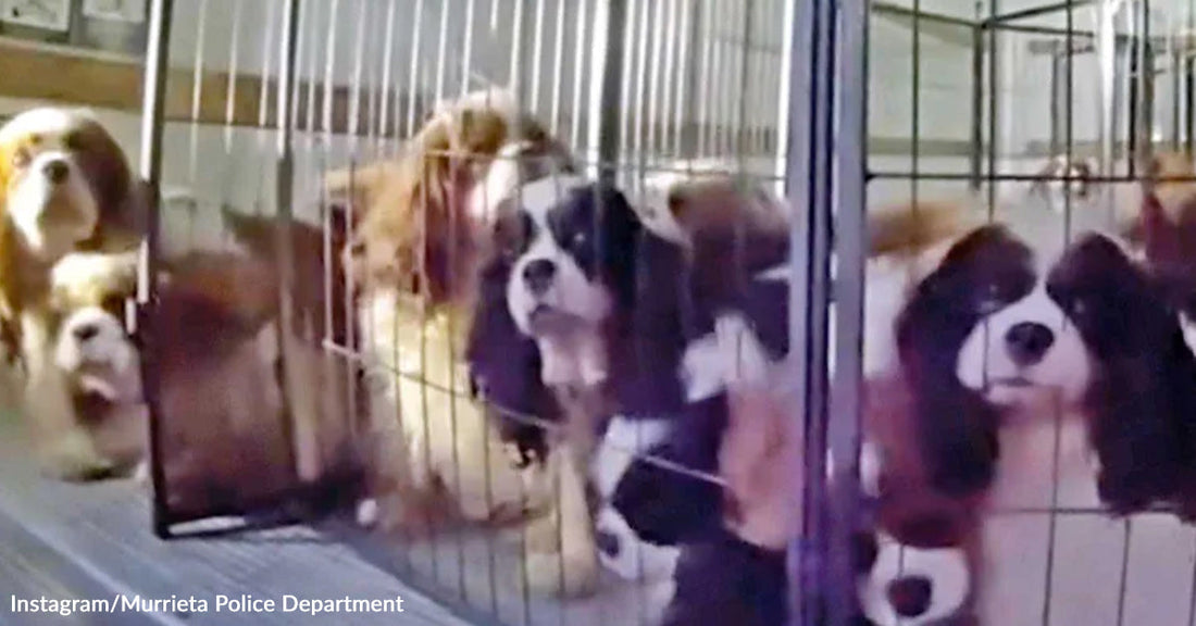 Several spaniel-type dogs crowded inside metal cages in an indoor kennel.