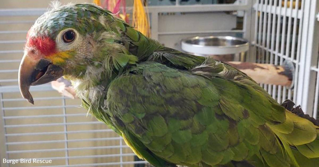 Neglected Bird Rescued From Tiny Cage, Home Filled with Cigarette Smoke