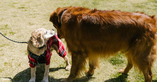 Scientists Discover Connection Between Spaying and Neutering Dogs and Cancer