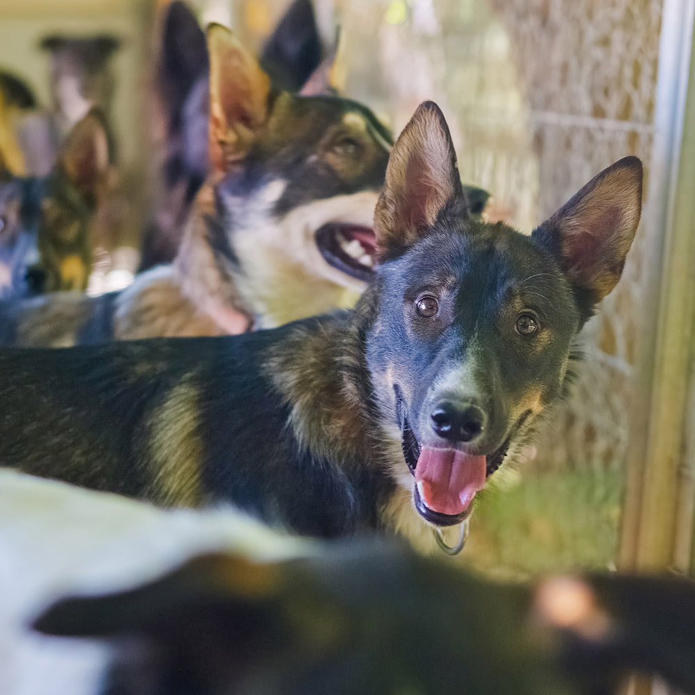 Close-up of a black-and-tan dog inside a kennel, looking toward the camera with its mouth open.