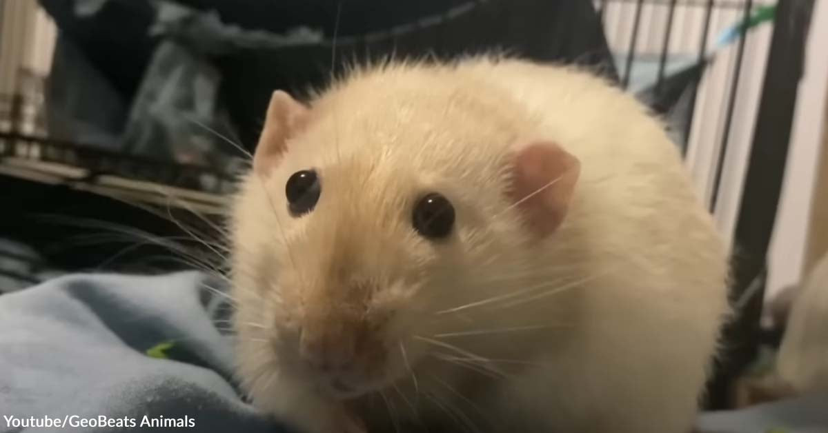 Woman Gives the Best Life to a Special Needs Rat and Its Siblings | The ...