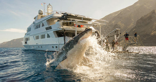 Drone Video Shows Speed Boat Smashing Into Great White Shark in Southern California Waters