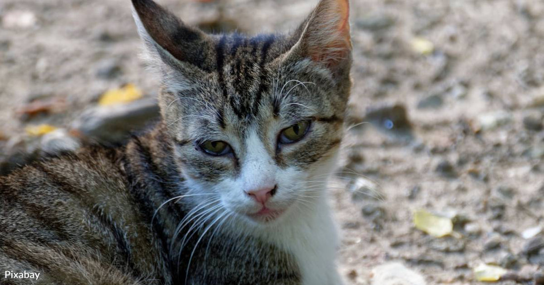 Cat Gets Stuck Under Car, and Woman Trying to Get Her Out is Forced to Leave the Road