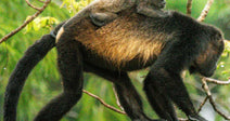 Stop The Illegal Pet Trade Driving Spider Monkey Families To Death