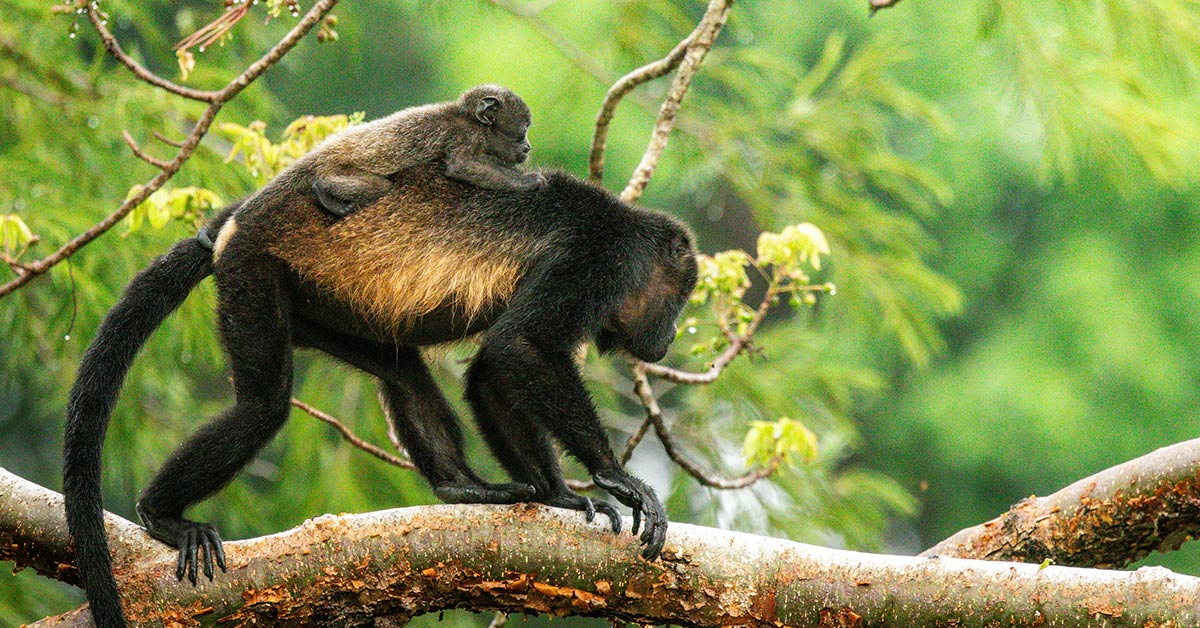 Viral Movies Drive Slaughter Of Spider Monkey Households For Unlawful Pet Commerce