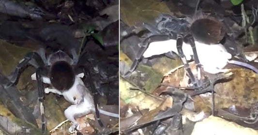 Massive Tarantula Dragging Opossum To Its Doom Is Pure Nightmare Fuel