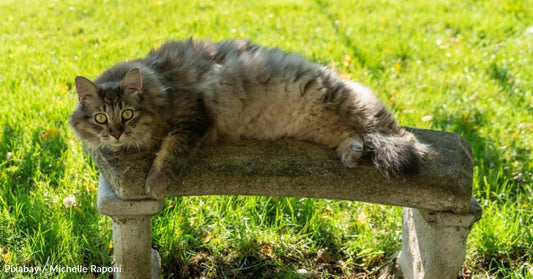 Cat Named Spock Chooses Human with Whom to 'Live Long and Pawsper'