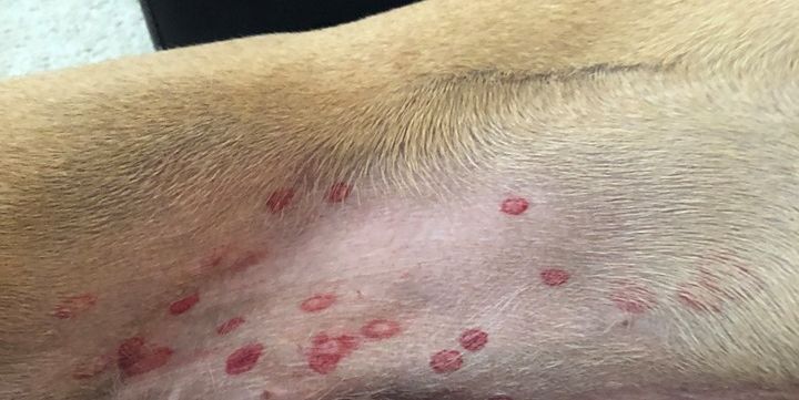 Vet Says More Owners Have Been Seeing ‘Red Circles’ On Their Dog’s Stomachs