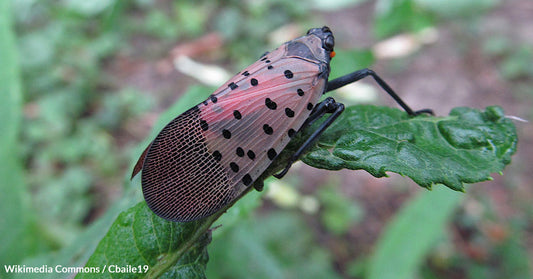 The Spotted Lanternfly Poses A Threat to Agriculture and Ecosystems