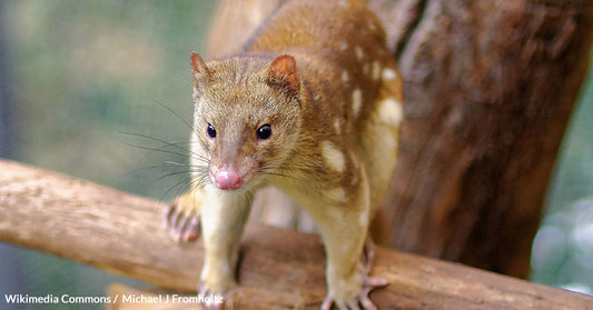 Farmer's Unexpected Encounter Could Signal Rare Species' Return to the Wild