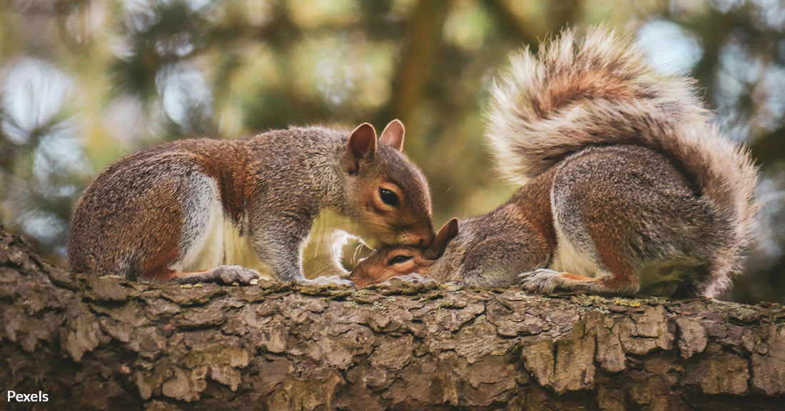 Celebrate Squirrel Appreciation Day With A Closer Look at Nature's Gardeners