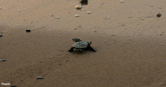 Tragic End for Green Sea Turtle Squirt Linked to Massive Decline of Marine Species