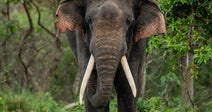 large elephant tusker walking in the forest