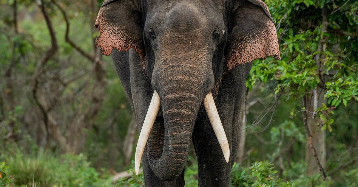 Beloved Elephant’s Death Sparks Urgent Push for Wildlife Protection in ...