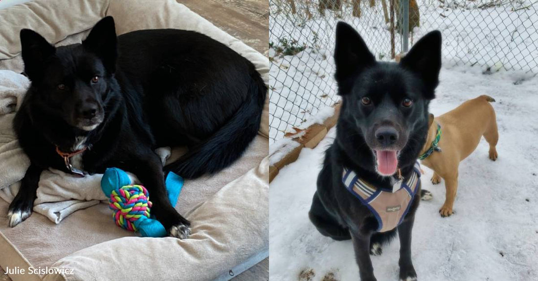 Dog Living Alone in an Attic Rescued, Now Has 11-Acre Home