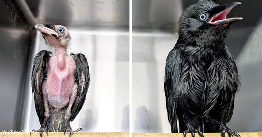 Split image comparing an underdeveloped, featherless chick and a healthy, fully feathered bird.