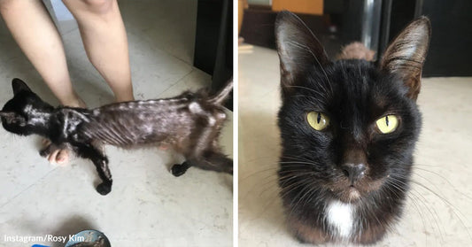 Split image showing an emaciated black cat with visible ribs walking indoors on the left and the same cat healthy and sleek with bright yellow eyes on the right.