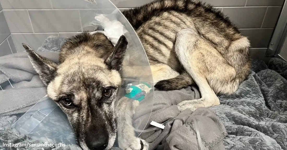 Thin gray-and-white dog curled on blankets while wearing a recovery cone indoors.