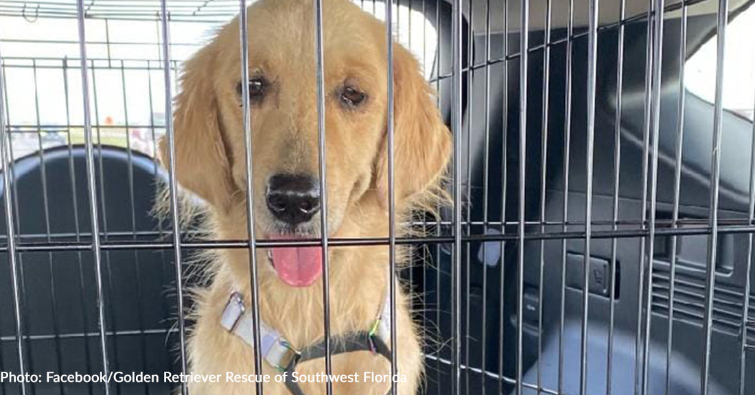 Starving Golden Searching For Scraps Outside McDonald's Will Never Go Hungry Again In New Home