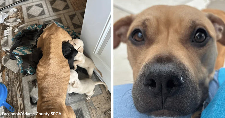 Starving Mother Dog Clings To Life After Family Leaves Her And Seven ...