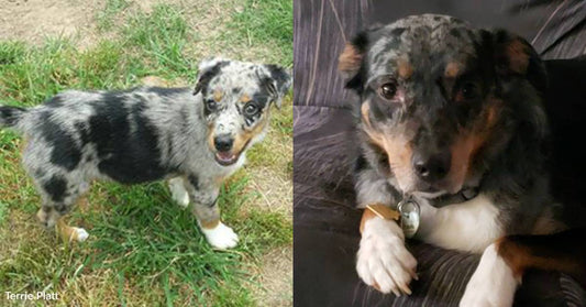 Puppy Who Started Life on the Streets is Now Happy, Graying Older Pooch