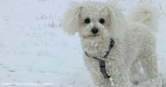 Dog Discarded By Breeders for Not Being 'Handsome Enough' Finds Loving Home