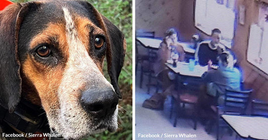 Family Offers $1,000 Reward After Hunting Dog Stolen By 3 Mystery Women