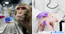 Split image showing a macaque monkey beside lab test tubes and equipment on the left, and a gloved researcher holding a pink piglet on a lab table on the right.