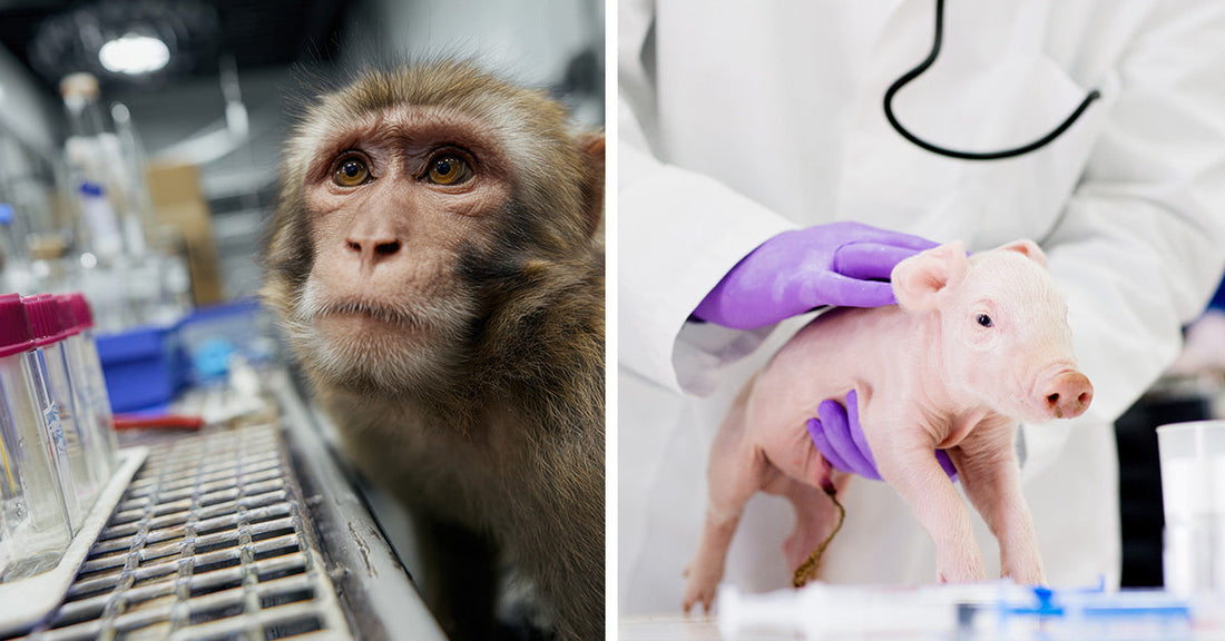 Split image showing a macaque monkey beside lab test tubes and equipment on the left, and a gloved researcher holding a pink piglet on a lab table on the right.