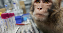 End US Taxpayer Support For Animal Cruelty In Foreign Labs