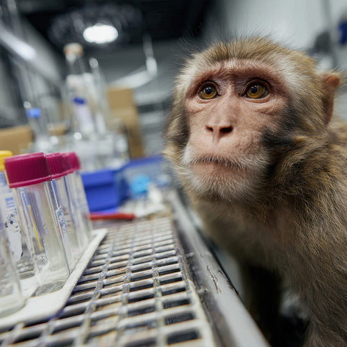 End US Taxpayer Support For Animal Cruelty In Foreign Labs