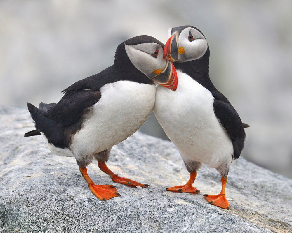 Stop Iceland From Allowing Puffins to Be Killed for Food and Sport