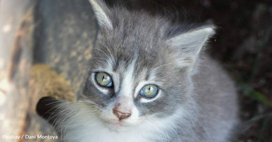 Abandoned Feral Kitten Was 'A Lot to Handle,' But is Socialized By Family Cat