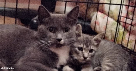 Meowing From a Storm Drain Prompts Elaborate Rescue Attempt